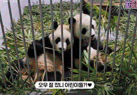 HmJhLd.gif