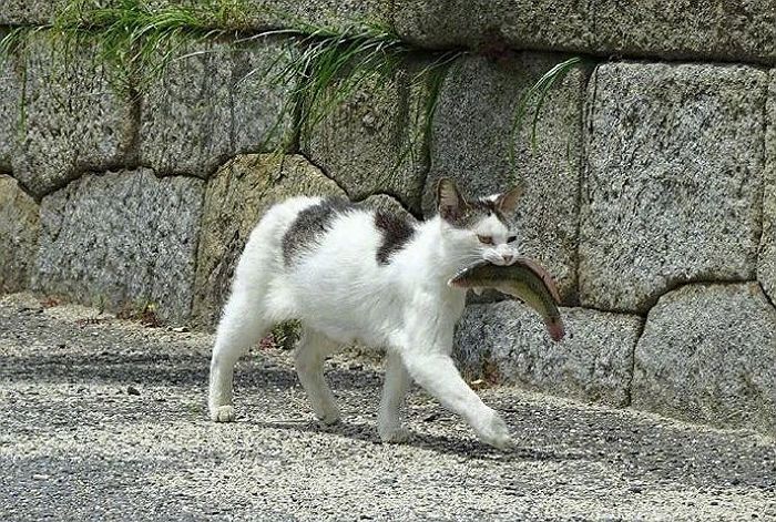HnoZbL