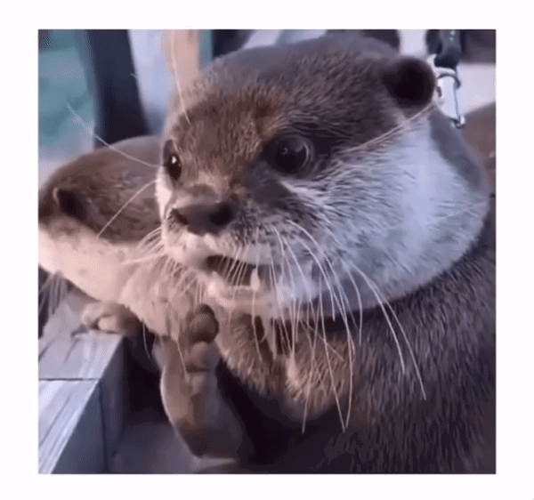 HzeLcH.gif