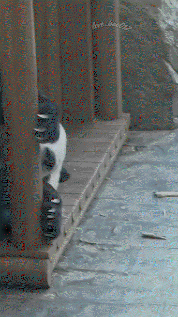 IBRIgv.gif
