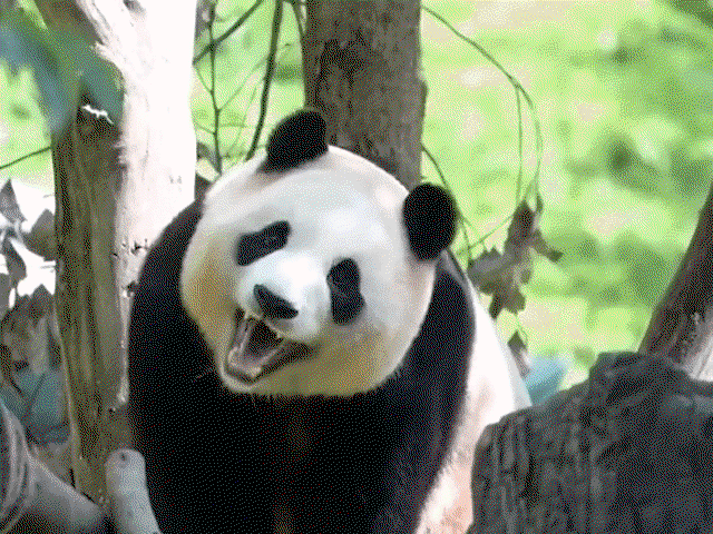 IEofXT.gif