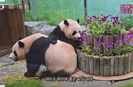 IOBjDs.gif