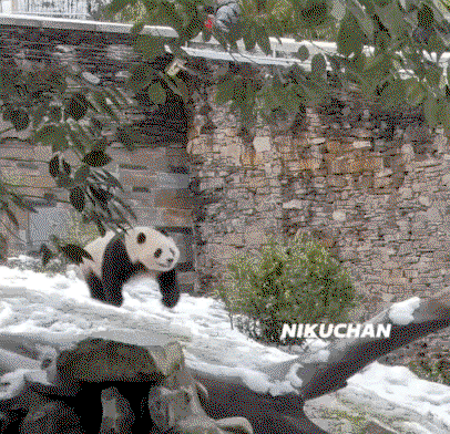 IOKjgp.gif