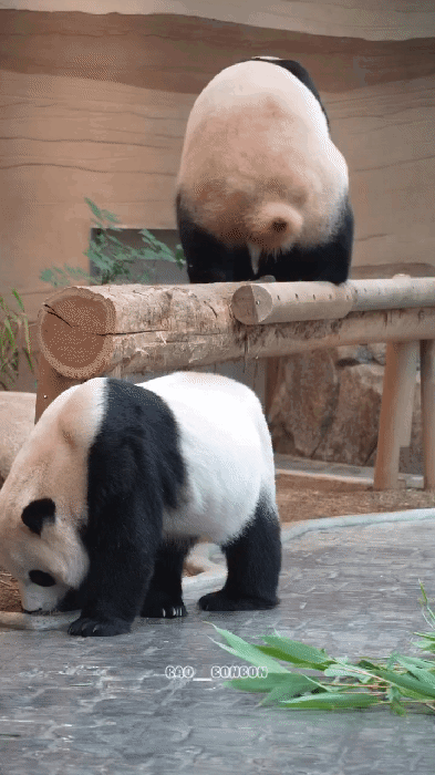 IVNouw.gif