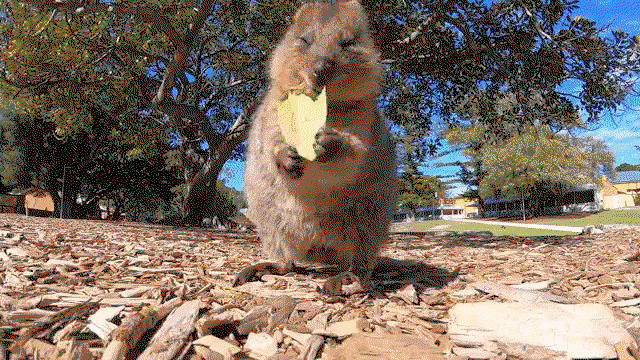 IYUWlJ.gif