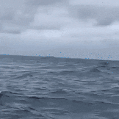 IZfESn.gif