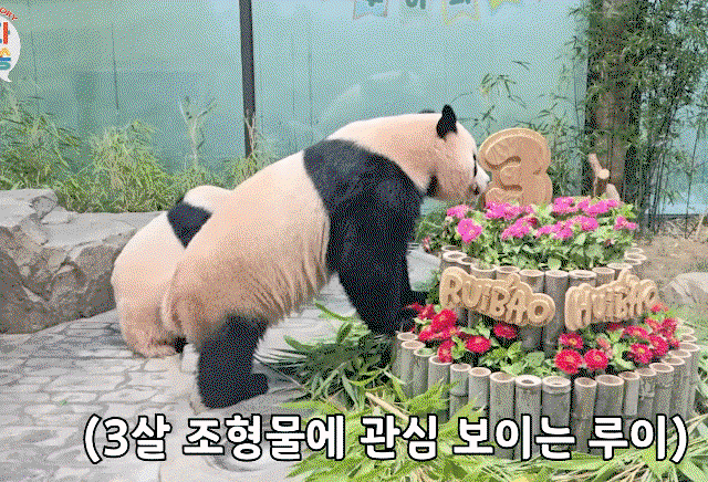 IbczxQ.gif