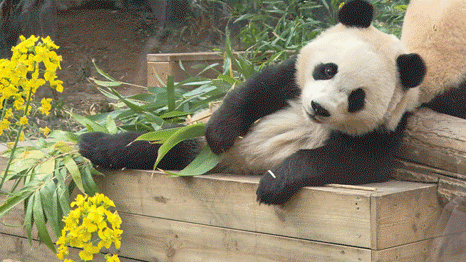 IbiRqr.gif