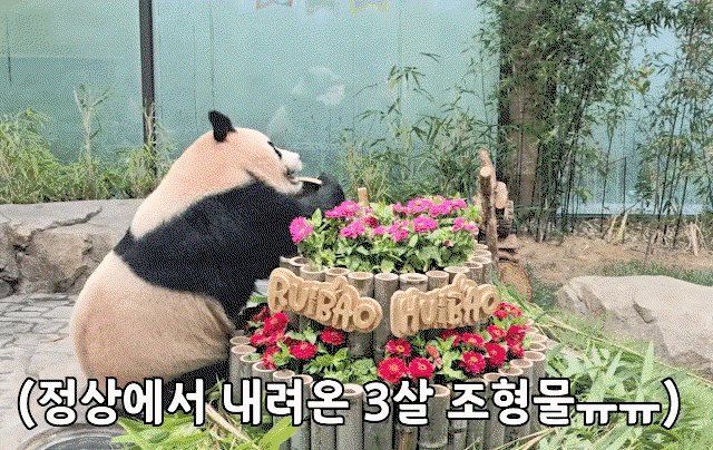 IcWBDG.gif