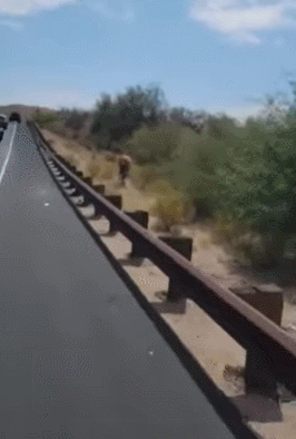 IgqbVW.gif