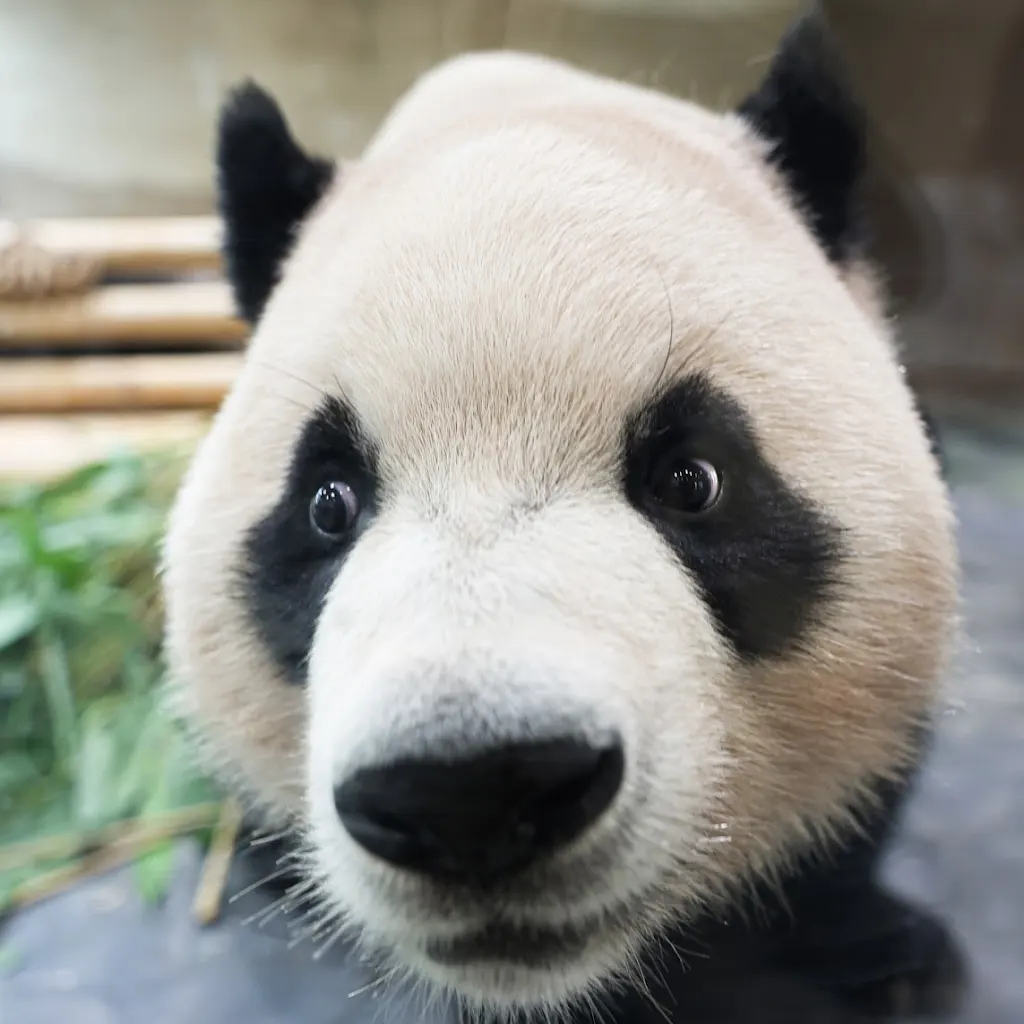 ImzoOW