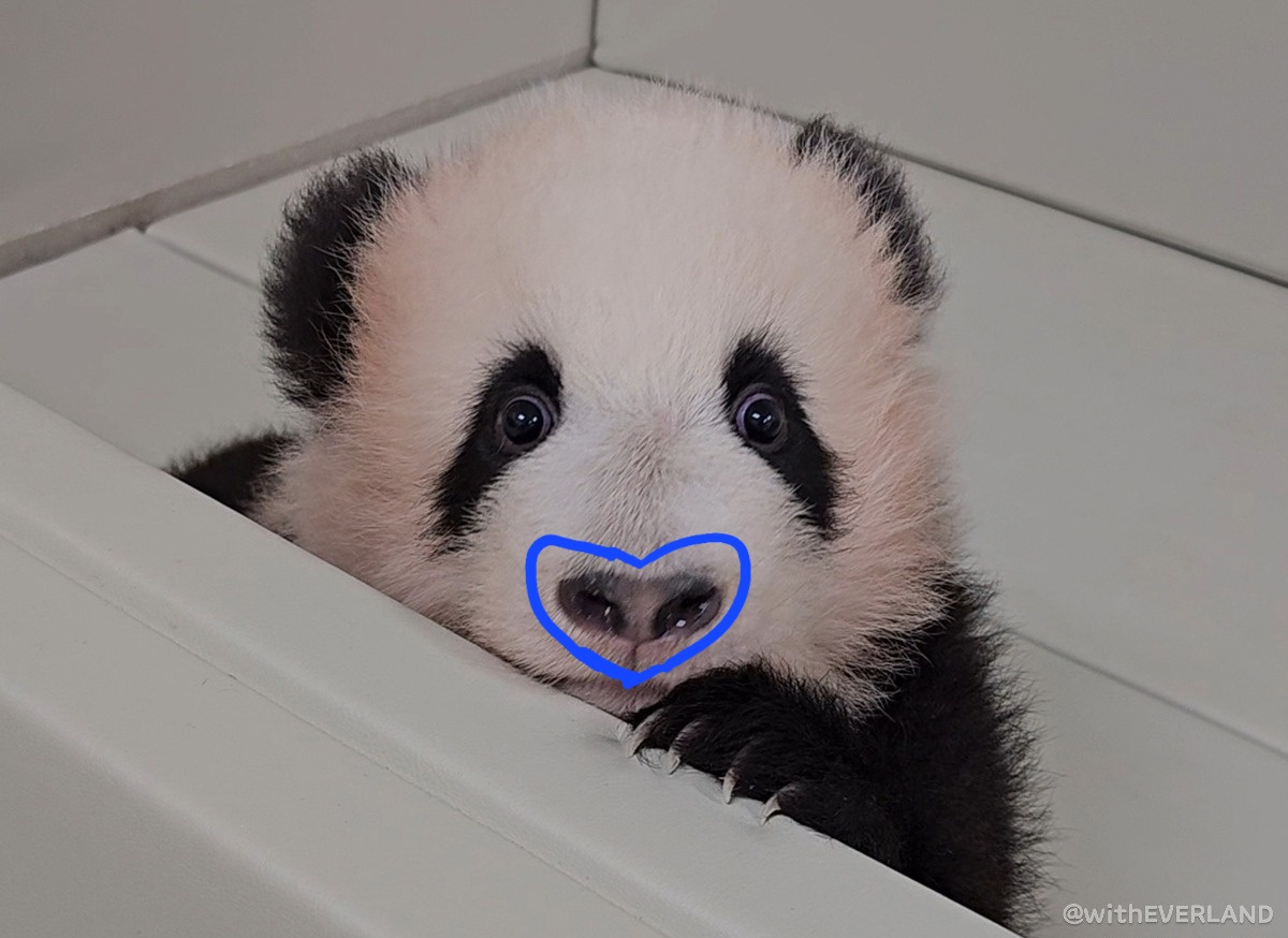 더쿠 - 🐼 루이바오 후이바오 🐼 쌍둥이 판다 구별 하는 방법 5가지👍