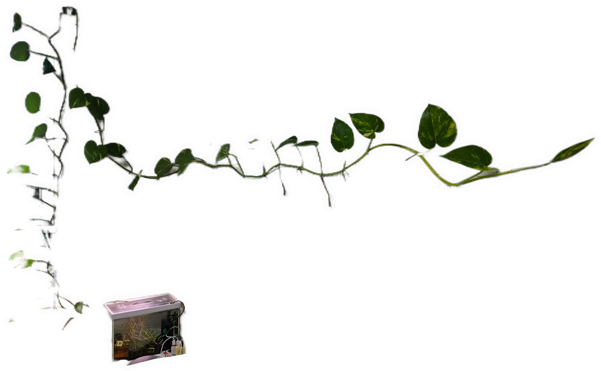 IypDwE