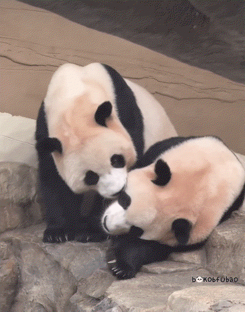 JLFPAM.gif