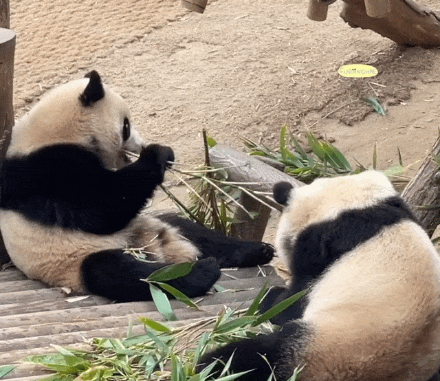 JMBbHx.gif
