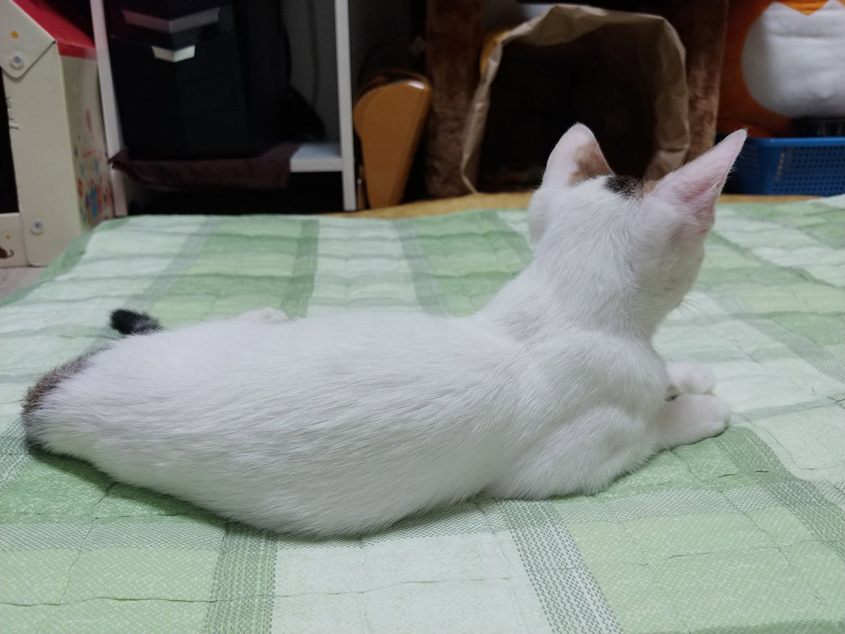 JNUTmp