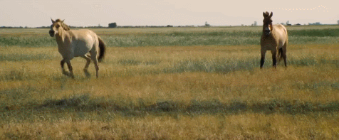 JavNLO.gif