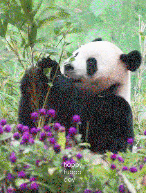 Jiijsz.gif