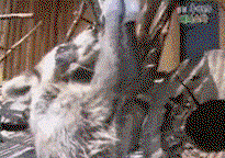JkehoF.gif