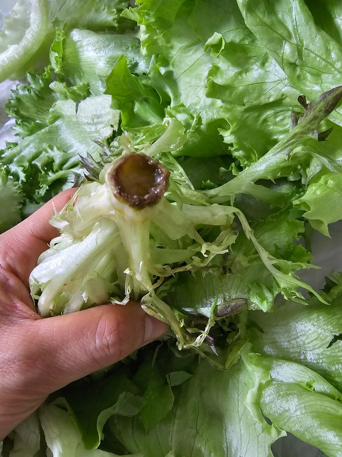 JlriNF