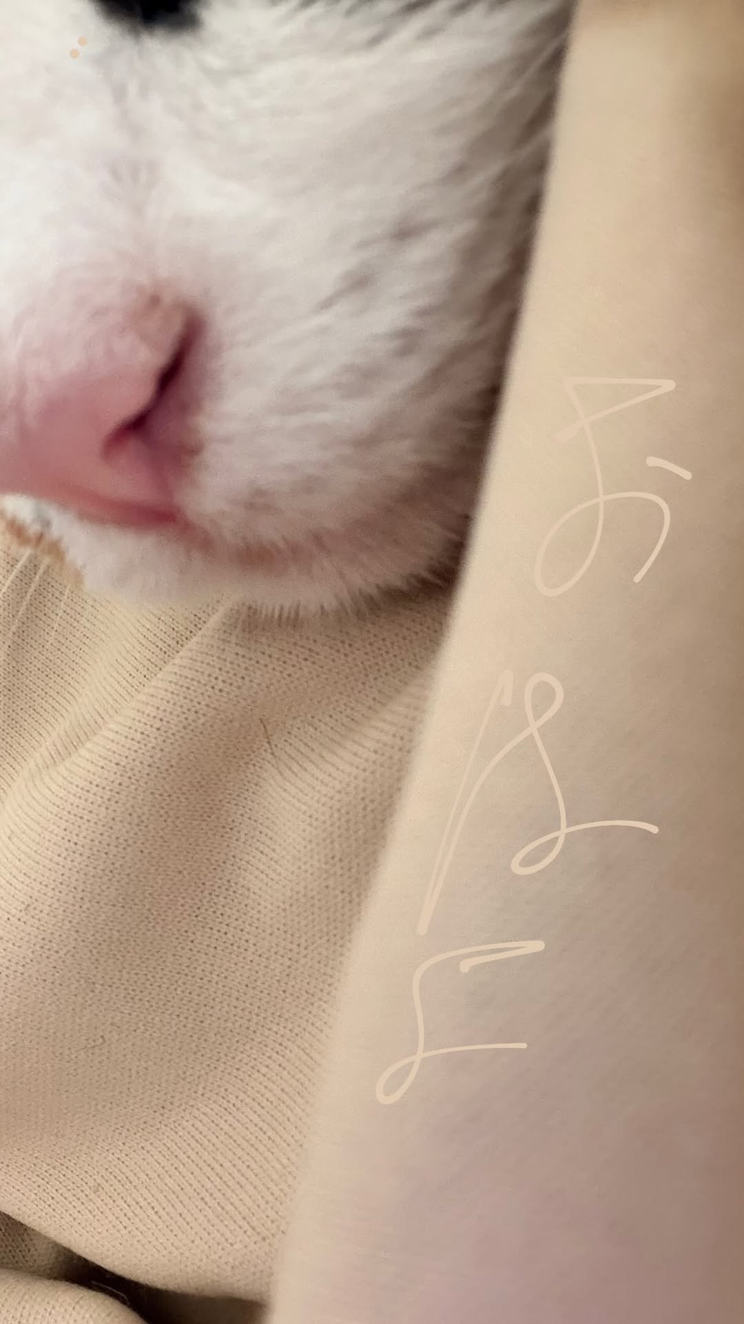 Juhmjs