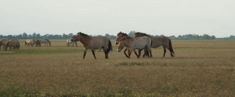 JyKVwI.gif