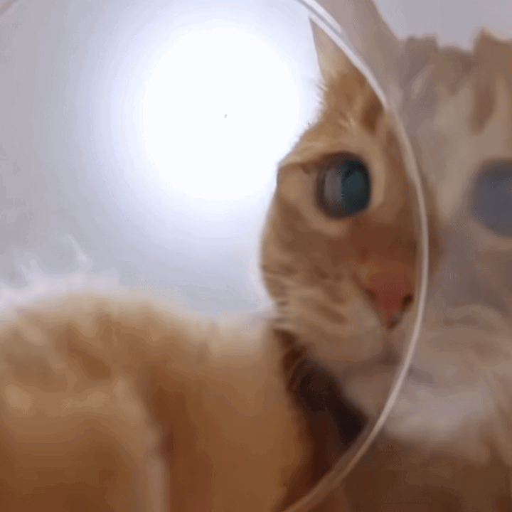 KFdZjT.gif