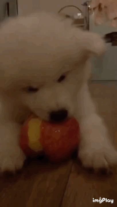 KGApmn.gif