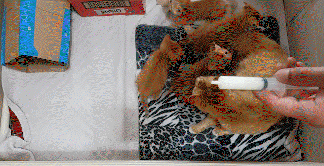 KJGyln.gif