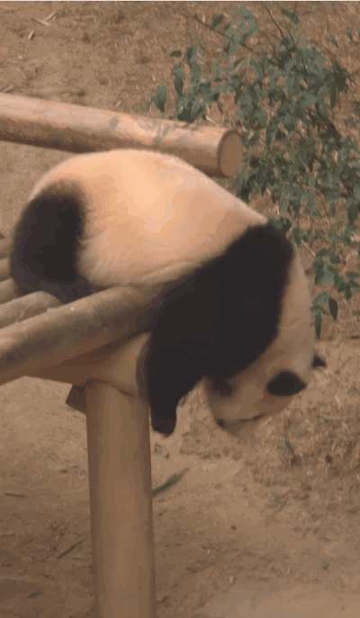 KJVvIV.gif