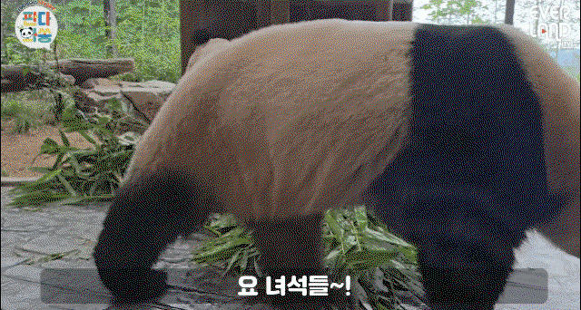 KVSRKR.gif