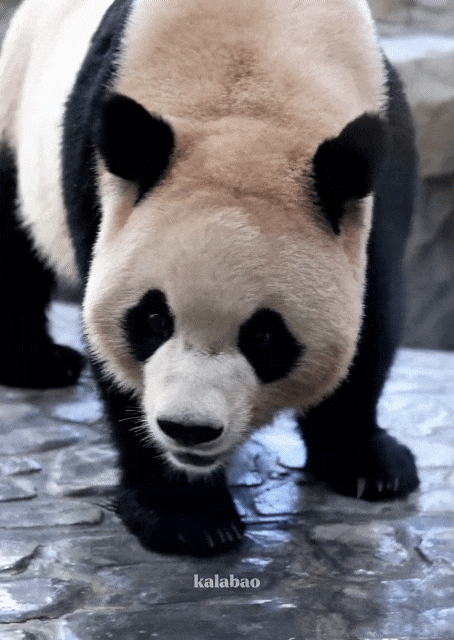 KchvFe.gif