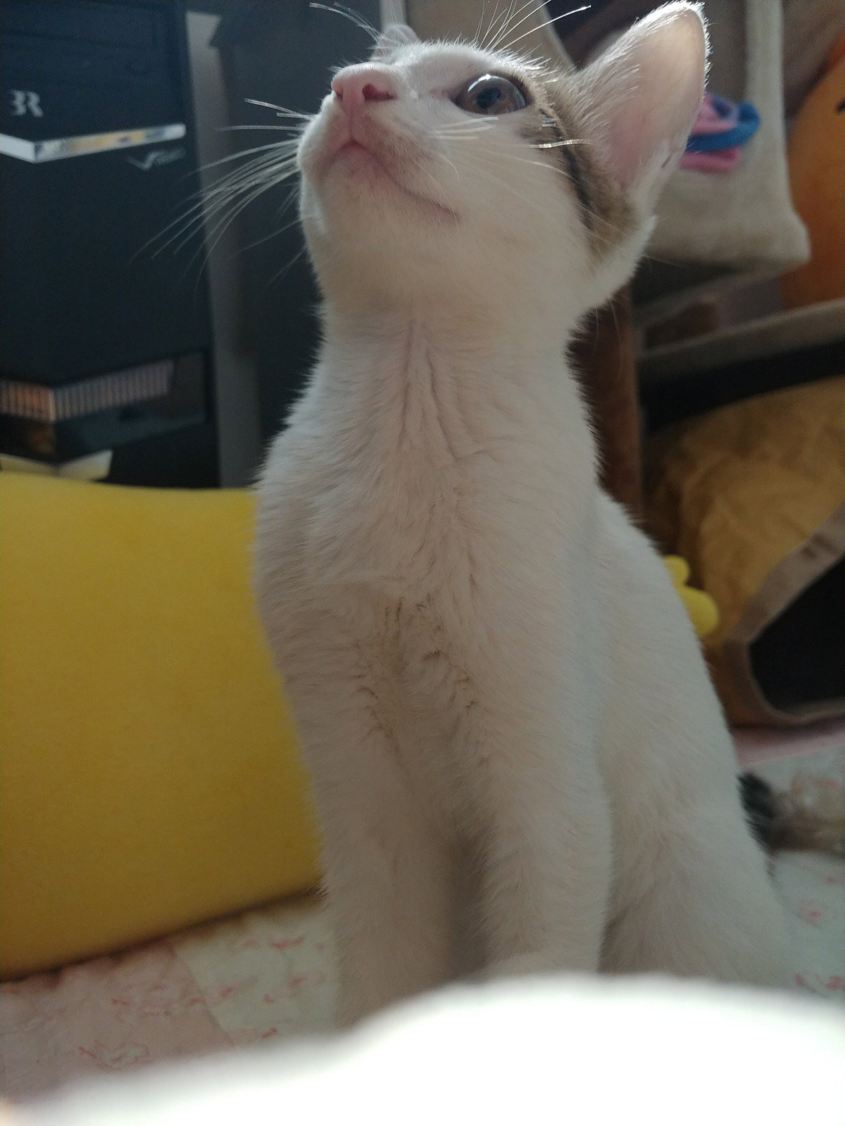 KpchMZ