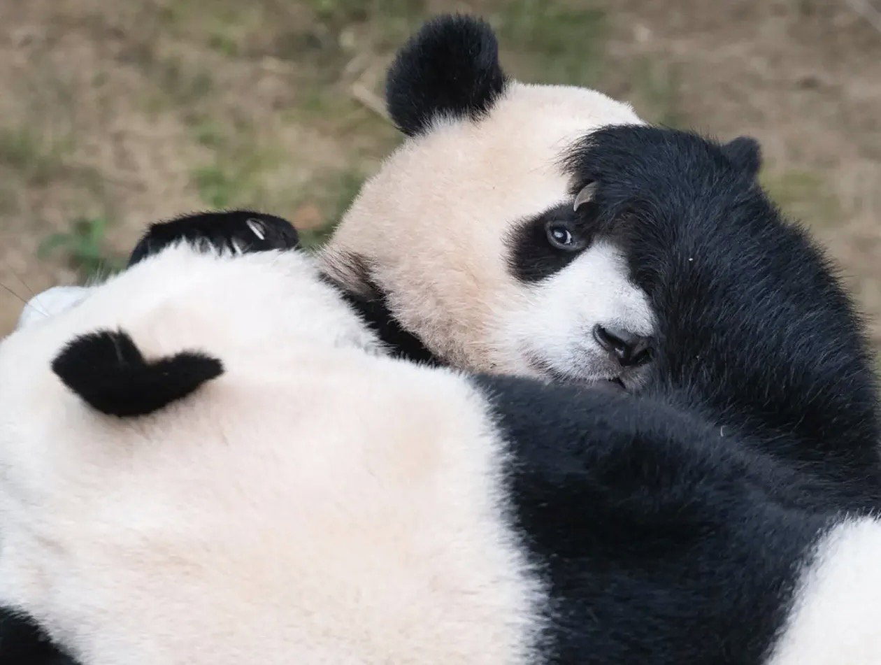 KufdIZ