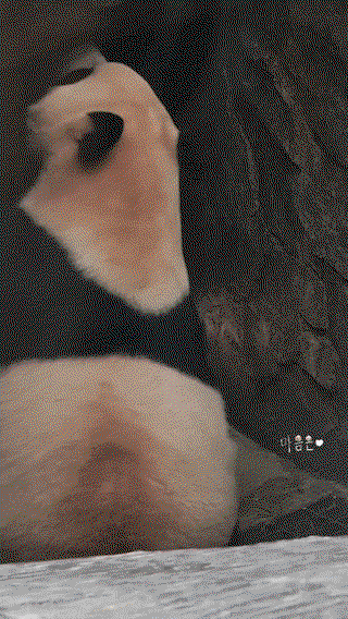 LDIrey.gif