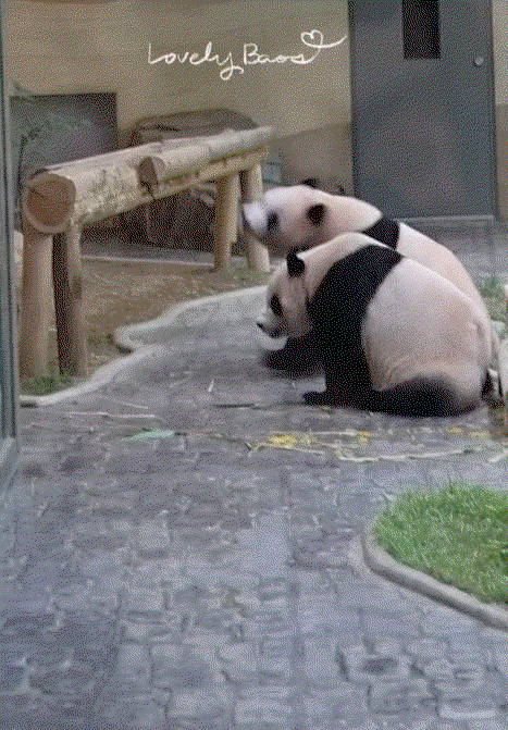 LEbuiV.gif