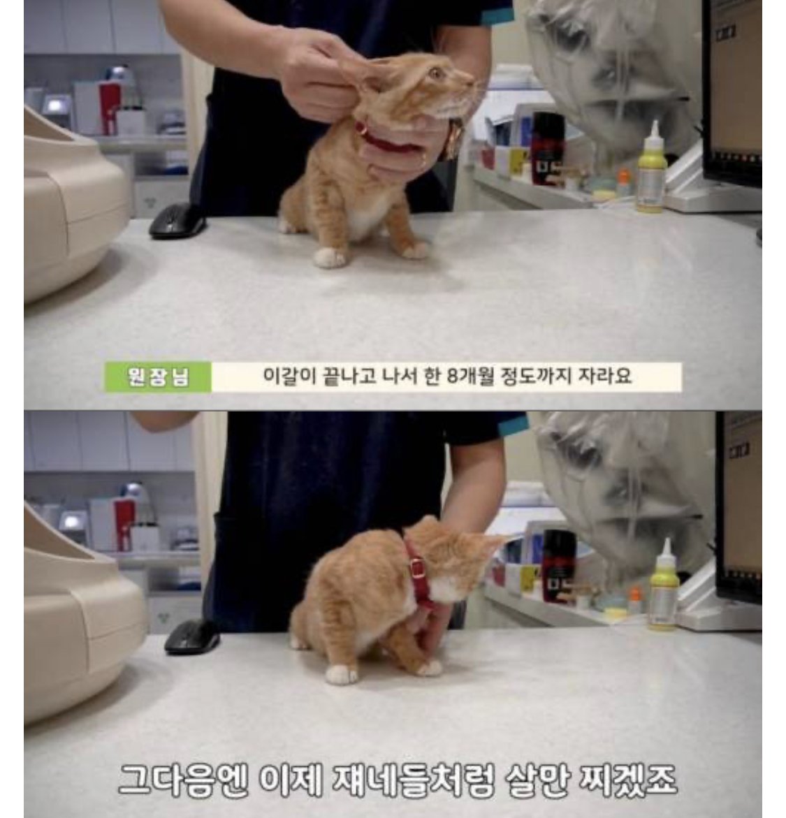 더쿠 - 수의사가 말하는 고양이 성장의 비밀