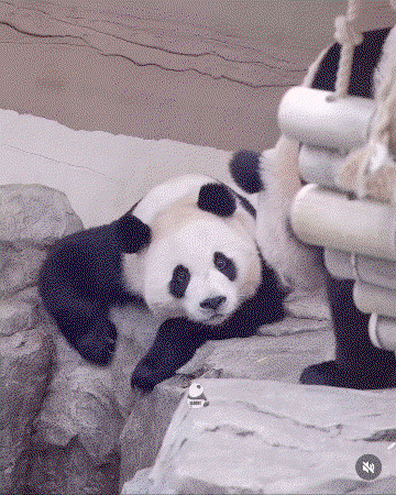 LPDRpX.gif