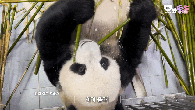 LUCgPH.gif