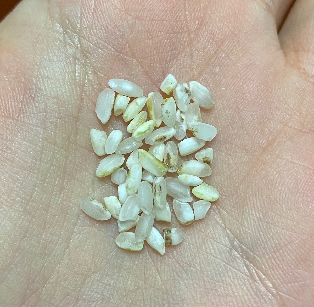 LUDZte