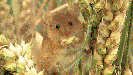 LVrdcr.gif