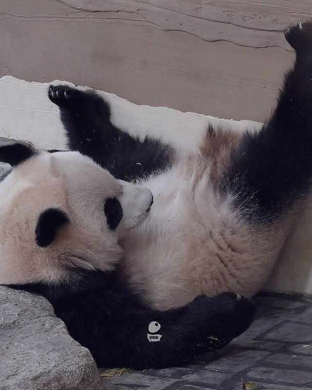LWGLWm