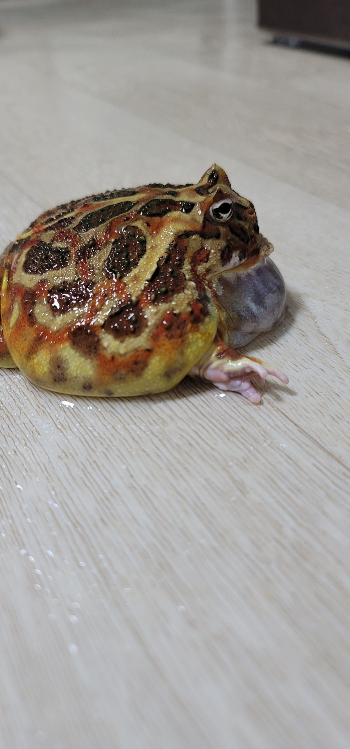 LaOQZt