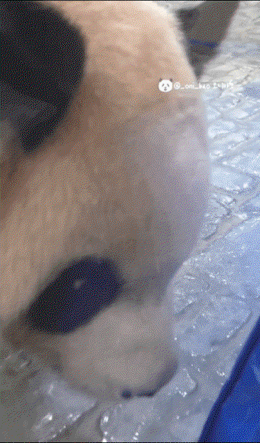 LbblMt.gif