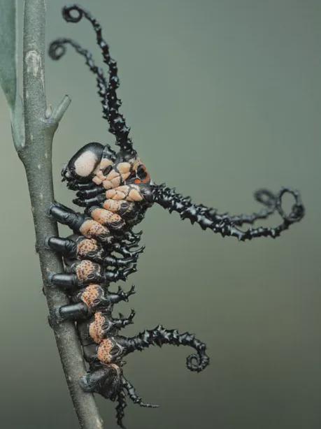 LbedII