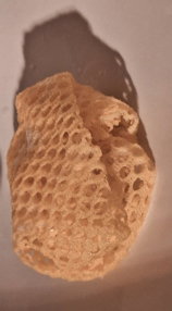 LdySEm