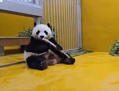 LexMbI.gif