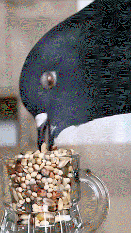 LgIQKM.gif