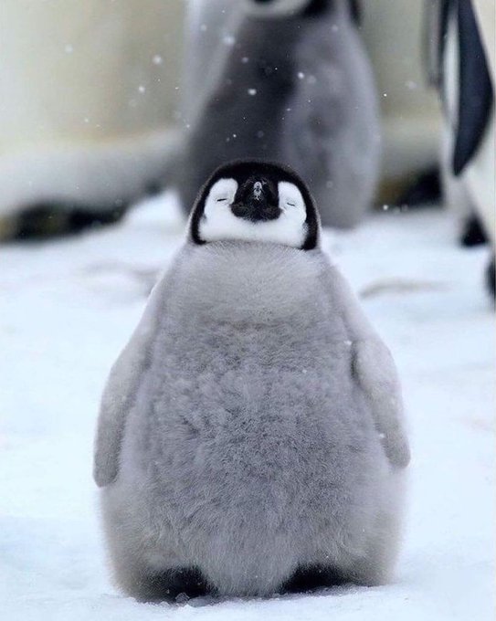 LhaHVb