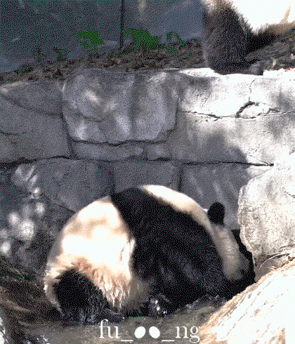 LksJPO.gif